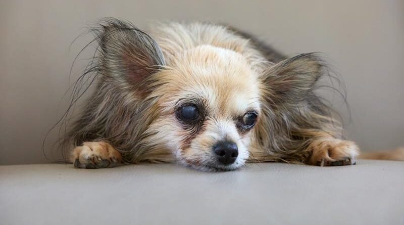 Envelhecimento de pets requer acompanhamento e cuidado preventivo